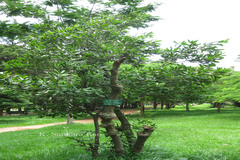 Macadamia ternifolia